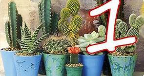 20 Tipos de cactus, que nunca habías visto ! parte 1.
