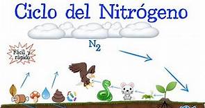 ♻️ Ciclo del Nitrógeno 💭 [Fácil y Rápido] | BIOLOGÍA |