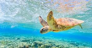 Sea Turtles Facts | Sea Turtles for Kids | Sea Turtle National Geographic Documentary | Sea Turtle