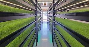 Growing Fodder in an Indoor Hydroponic Farm