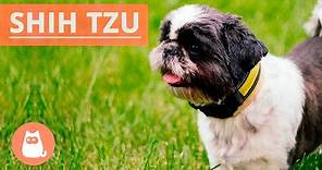 All About the SHIH TZU - Traits and History!