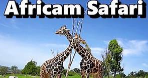 Africam Safari | Parque de conservación de vida silvestre en Puebla, México | ¿Qué hacer?