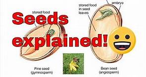 Seed germination explained. What is a seed? How do seeds grow?