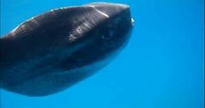Enorme Pesce Luna - Mola Mola - Sunfish