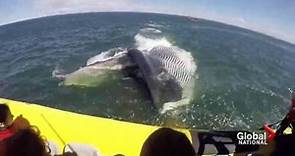 A whale of a summer on the St. Lawrence River