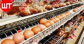How Millions of Eggs are Produced In Poultry Farms | Automatic Egg Production Farm