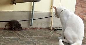 Wild Rat Has Epic Stand-Off With Cat @beastplanetchannel