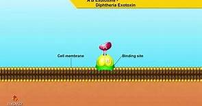A B Exotoxins Diphtheria Exotoxin - Microbiology animations