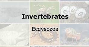 Invertebrates: Clade Ecdysozoa