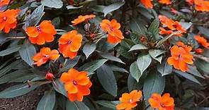 Orange New Guinea Impatiens flower Plant (Impatiens hawkeri)