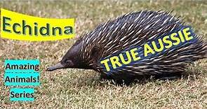 Echidna facts 🐀 spiny anteater 🐀 only egg-laying mammals also platypus
