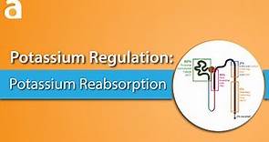 Potassium Regulation: Potassium Reabsorption