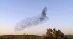 Watch Starlings Form Spectacular Murmuration
