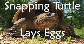 Snapping Turtle Lays Eggs 🐢