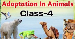 Adaptation In Animals| How animals survive | Class 4 | Science
