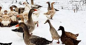 Ducks & Geese Don't Fly South for Winter