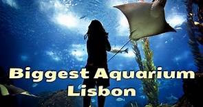 Lisbon Aquarium - Lisbon Oceanarium
