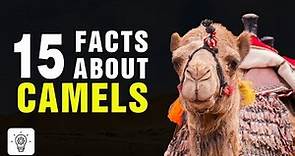 Top 15 Amazing Facts About Camels - Interesting Facts About Camels