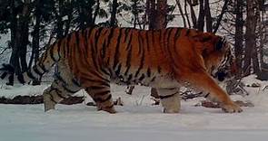 Huge siberian male tiger walking in wild of china