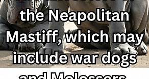 Neapolitan Mastiff History: From Roman Warriors to Modern Companions 🐾