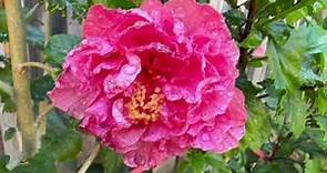 朱槿是很理想的圍籬植物 。朱槿「燈仔花」（Teng-á-hoe）學名: Hibiscus rosa-sinensis。