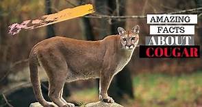 30 Amazing Facts About Cougar - Interesting Facts About Cougar