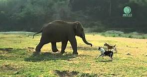 Baby elephant join in with the dogs - ElephantNews