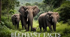 Amazing Elephant Facts You Need to Know | Elephant Documentary
