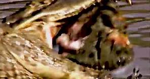 La baba (Caiman crocodilus) #venezuela #wildlife #nature