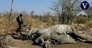 La caza furtiva en África: amenaza animal y de seguridad antiterrorista en el continente
