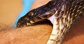 Ataque de Serpiente Terciopelo en Costa Rica HD.