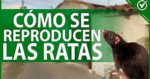 🐭 Cómo se Reproducen las Ratas - Información Sobre la Copulación de Roedores 🐭🐀
