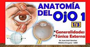 🥇 Anatomía del OJO 1/3 - Generalidades y Túnica Externa
