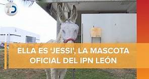 'Día Mundial del Burro': conoce a Jessi la mascota oficial del IPN Guanajuato
