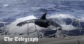 Killer whales attack yacht off the coast of Morocco