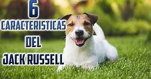 Jack Russell Terrier Características – Top 6 Características del perro Jack Russell