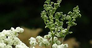 Meadowsweet Uses and Benefits as a Medicinal Herb