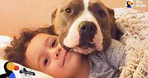Pit Bull Dog Takes The Best Care Of Her Human Brother | The Dodo Pittie Nation