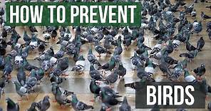 How to keep birds away from your building or property