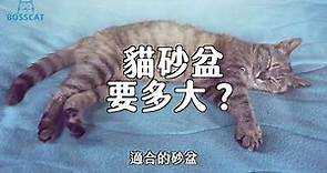 貓老闆貓砂教學｜貓砂的正確用法是什麼？貓砂盆該多久更新一次？貓砂盆要洗嗎？一次回答你