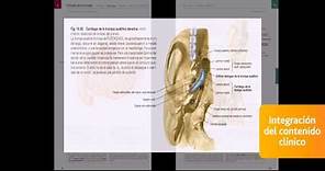 Sobotta. Atlas de Anatomía Humana