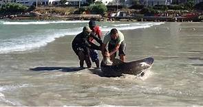 Shark Caught & Released, Fish Hoek Beach, Cape Town