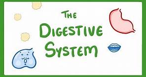 GCSE Biology - Digestive System #18