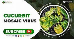 Want to know how to cure cucurbit mosaic virus?
