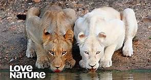 Mother Lioness Raises RARE White Lion Cubs | Love Nature