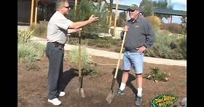 How To Plant A Fruit Tree