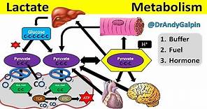 What Lactate is & What it ACTUALLY does: 5 Min Phys