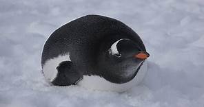 Gentoo Penguin “Walking Life in Antarctica” - 4K | Handycam | Sony