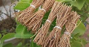 Medicinal uses of khus khus, Vetiver (Chrysopogon zizanioides) as anti-inflammatory and antiseptic :
