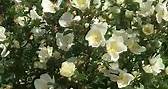 Rosa pimpinellifolia, a Scotch Briar... - Trevor White Roses